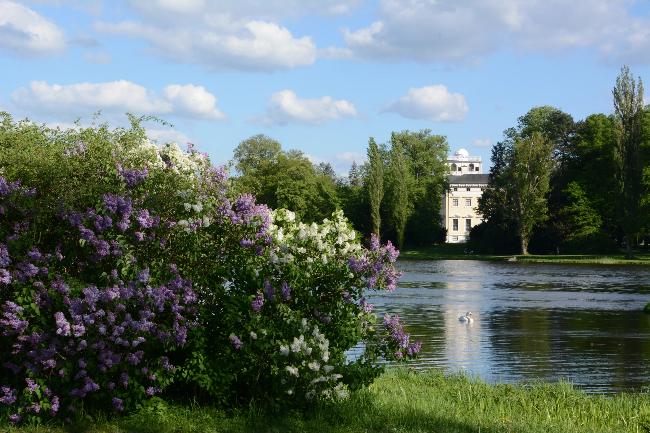 Lilas en fleurs au bord de l’eau, avec le château de Wörlitz en arrière-plan